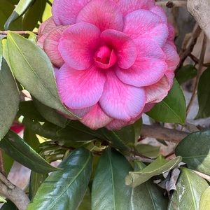 Meet your Posher, Kelli